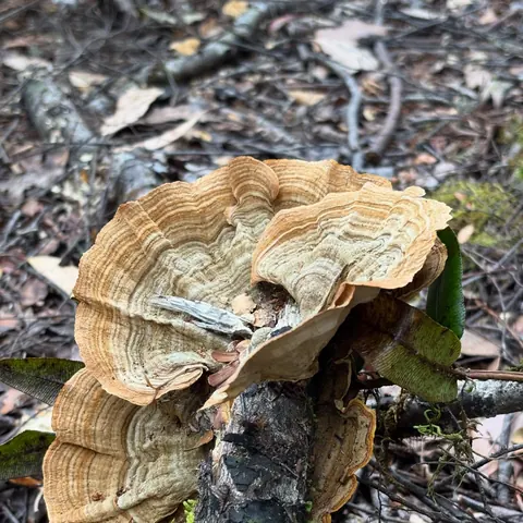 Layered bracket fungus growing on a fallen branch