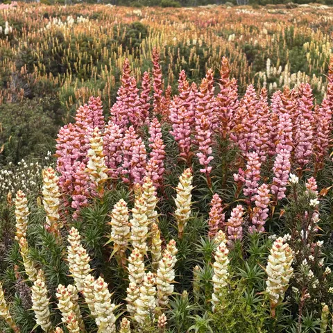 Pink and cream lupins growing wild by a lake