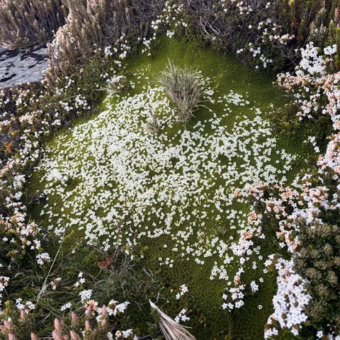 A cushion of tiny white wildflowers on bright green moss