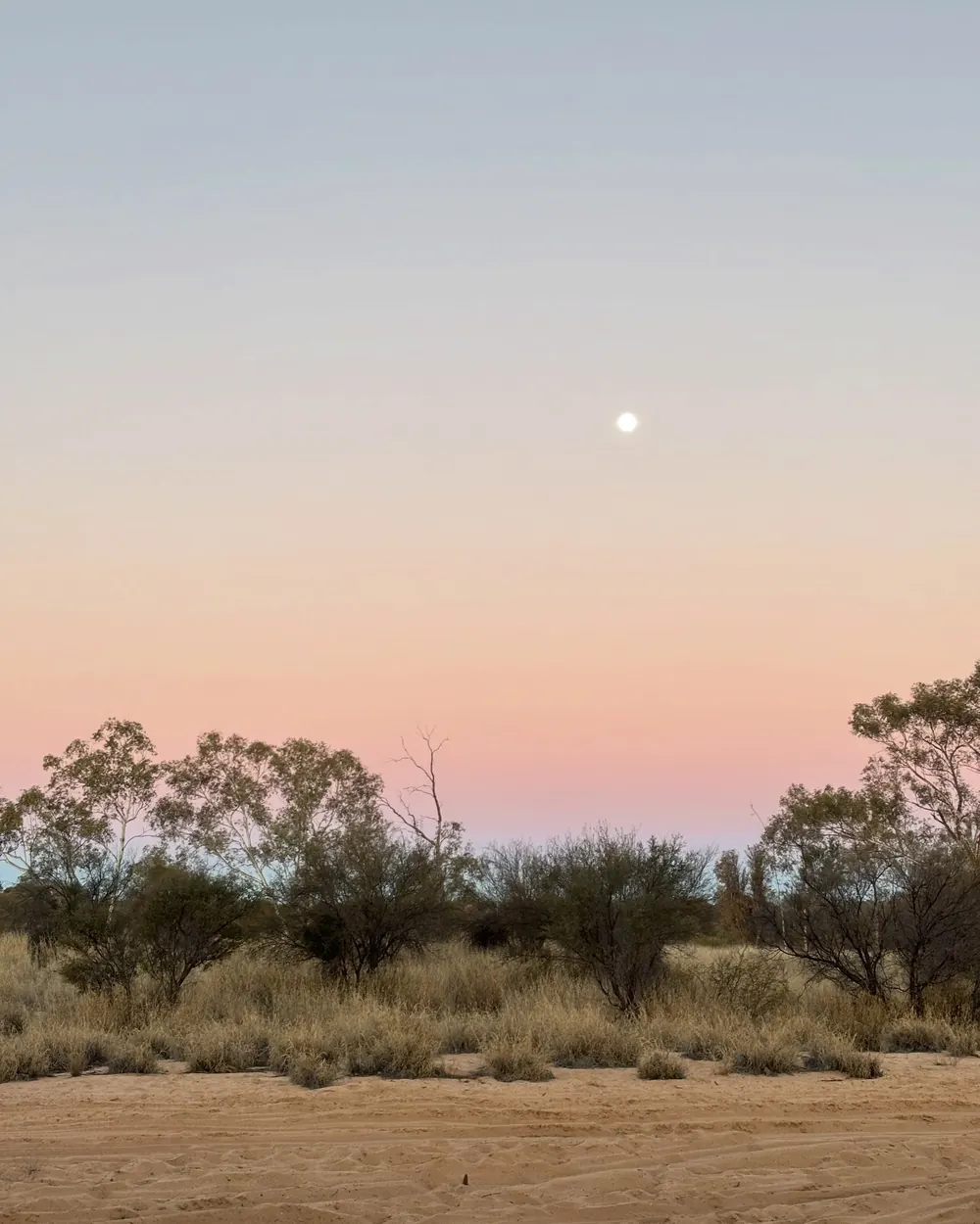 A pale moon rising in a pink and blue dusk sky above desert scrub